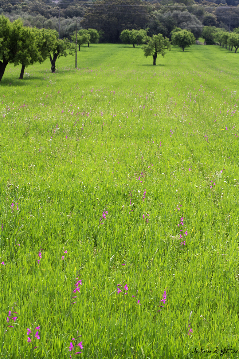 Prato verde primavera Mallorca