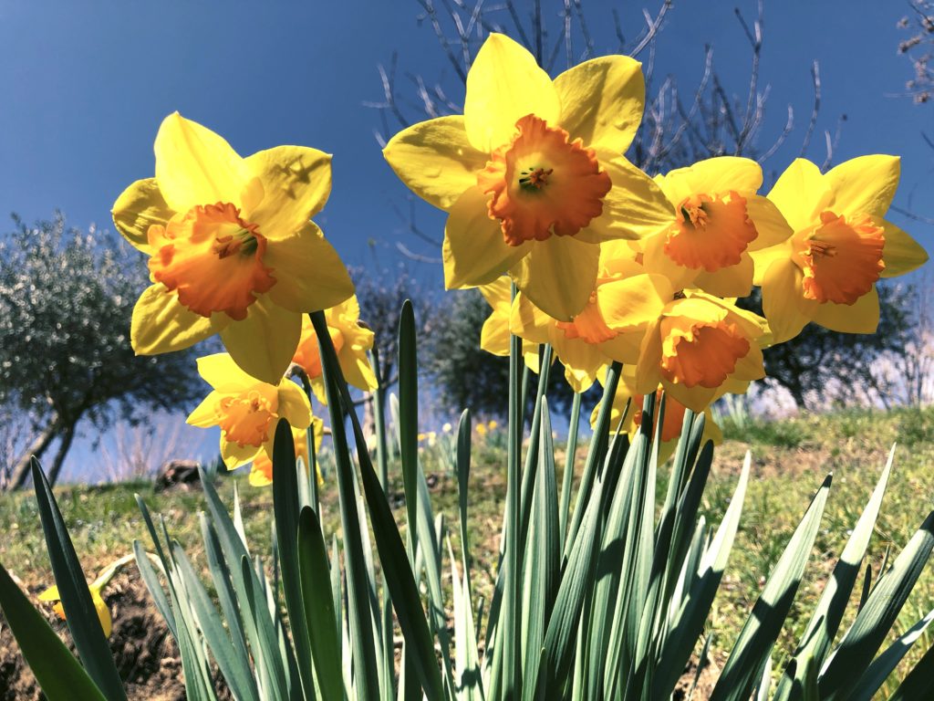 Narcisi primavera
