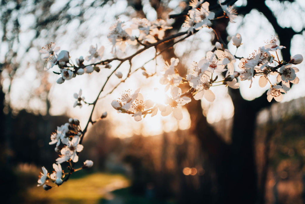 Tramonto albero primavera