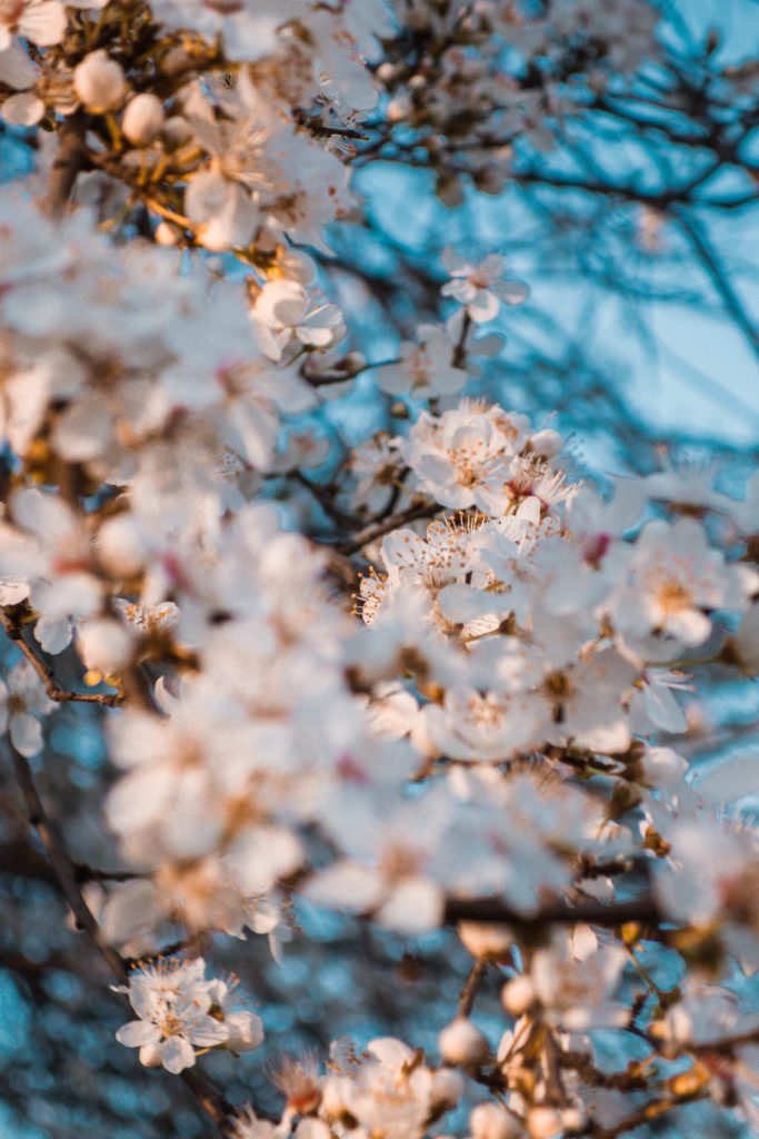 primavera ciliegio in fiore