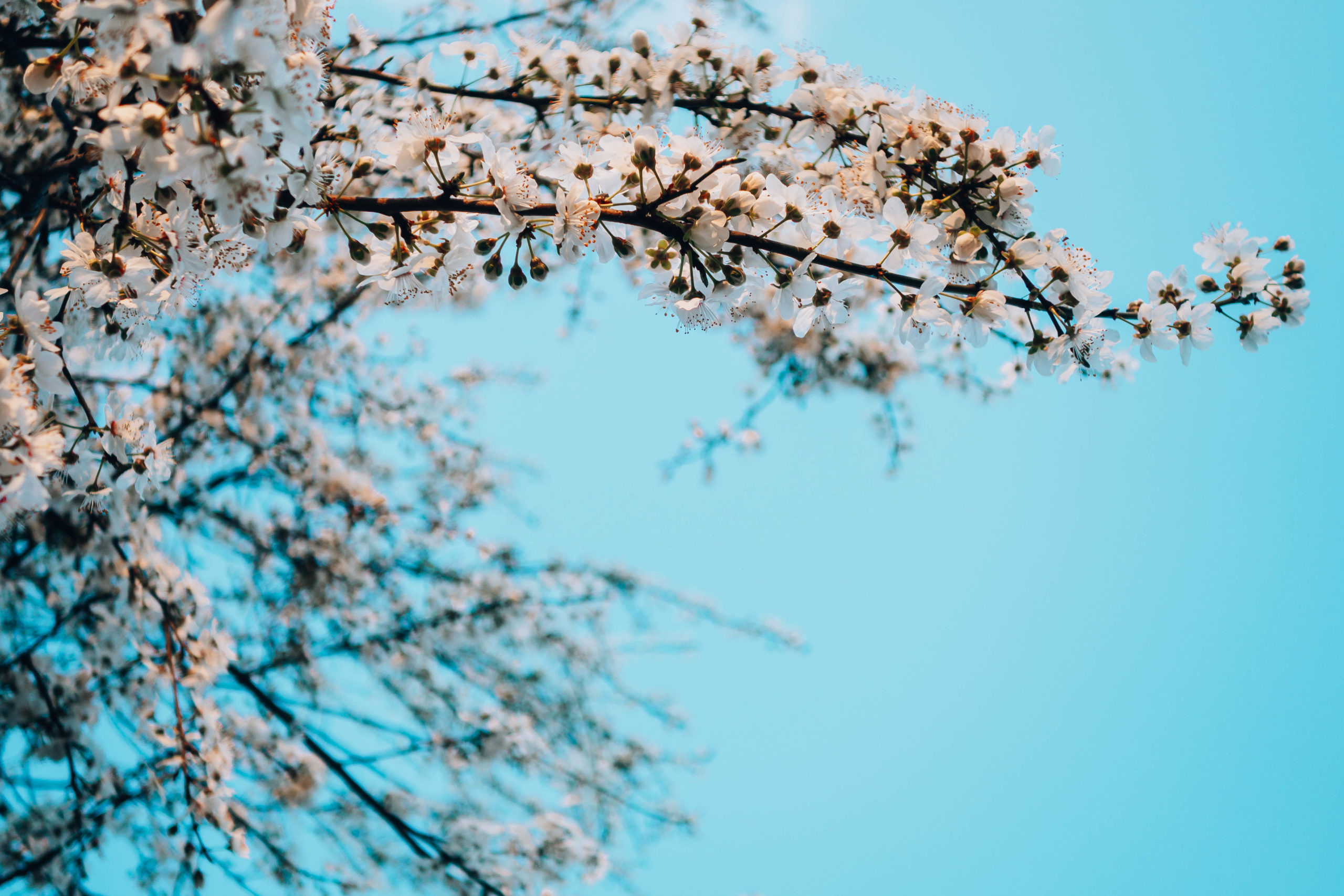 fioritura ciliegio primavera