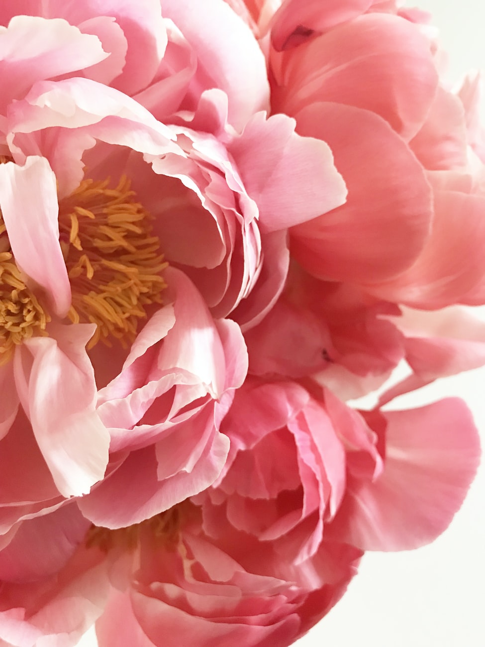 Peonie rosa bambina